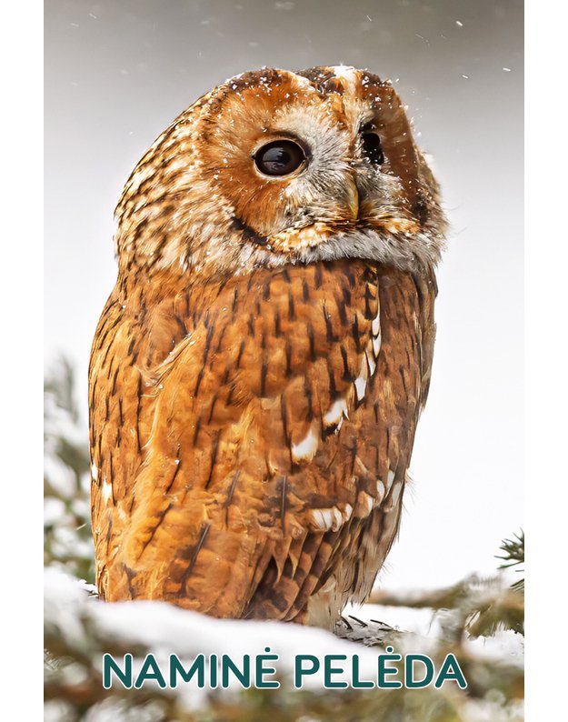 Magnetukas „Lietuvos pelėdos (Naminė pelėda)"