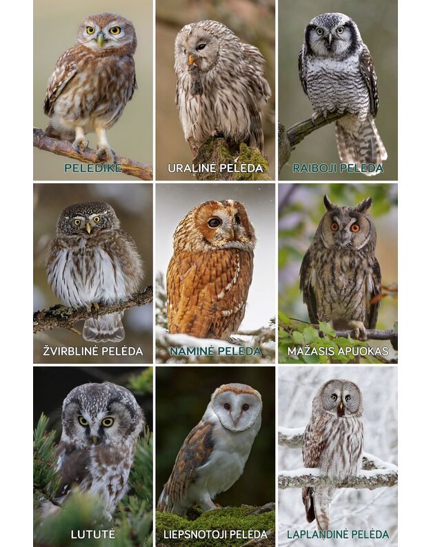 Magnetukų rinkinys "Lietuvos pelėdos" (13vnt.)