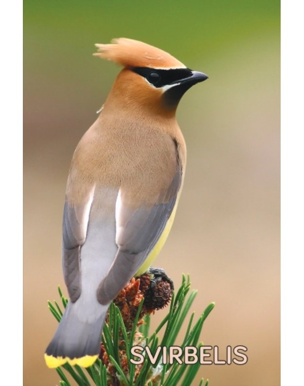 Magnetukas „Lietuvos paukščiai (Svirbelis)“