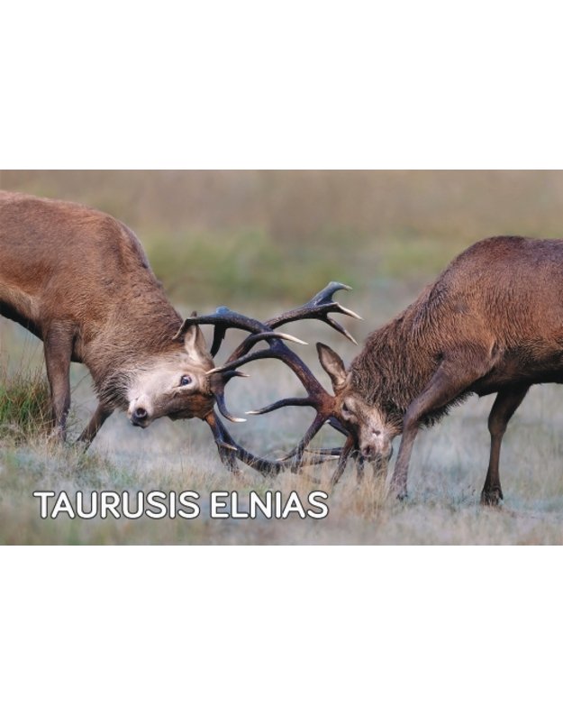 Magnetukas „Lietuvos žvėrys (Elnias)“