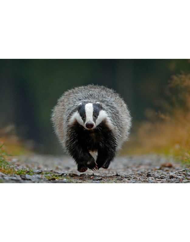 Magnetukas „Lietuvos žvėrys (Barsukas)“