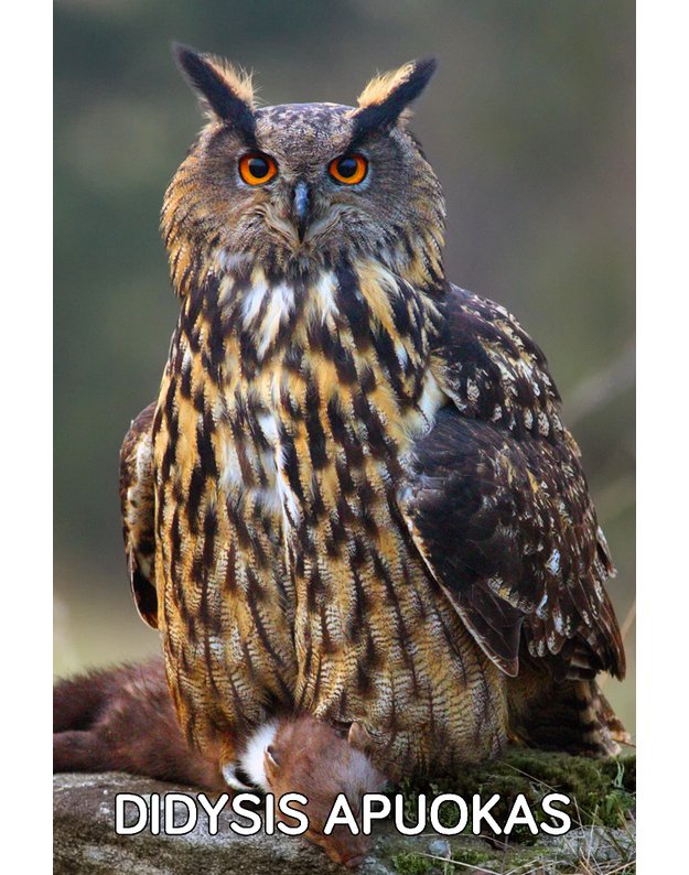 Magnetukas „Lietuvos pelėdos (Didysis apuokas)"