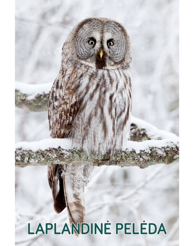 Magnetukas „Lietuvos pelėdos (Laplandinė pelėda)"