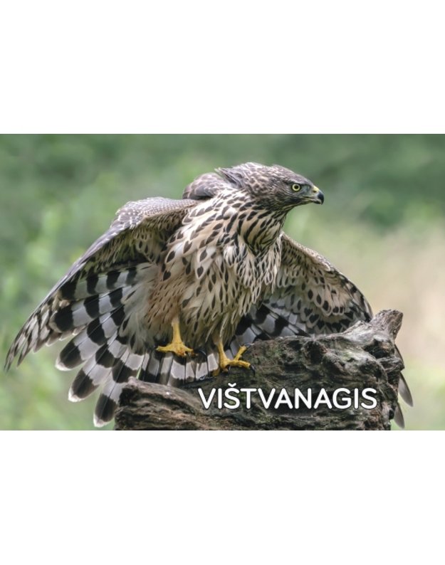 Magnetukas „Lietuvos paukščiai (Vištvanagis)“