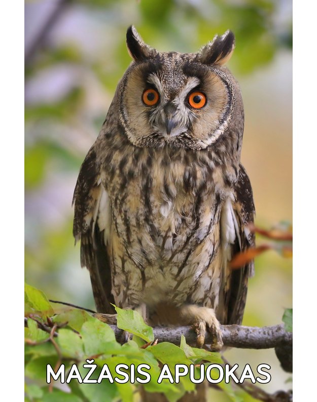 Magnetukas „Lietuvos pelėdos (Mažasis apuokas)"