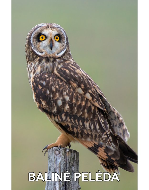 Magnetukas „Lietuvos pelėdos (Balinė pelėda)"