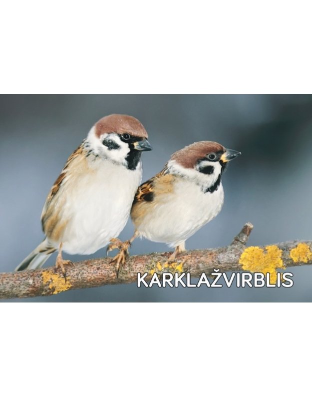 Magnetukas „Lietuvos paukščiai (Karklažvirblis)“