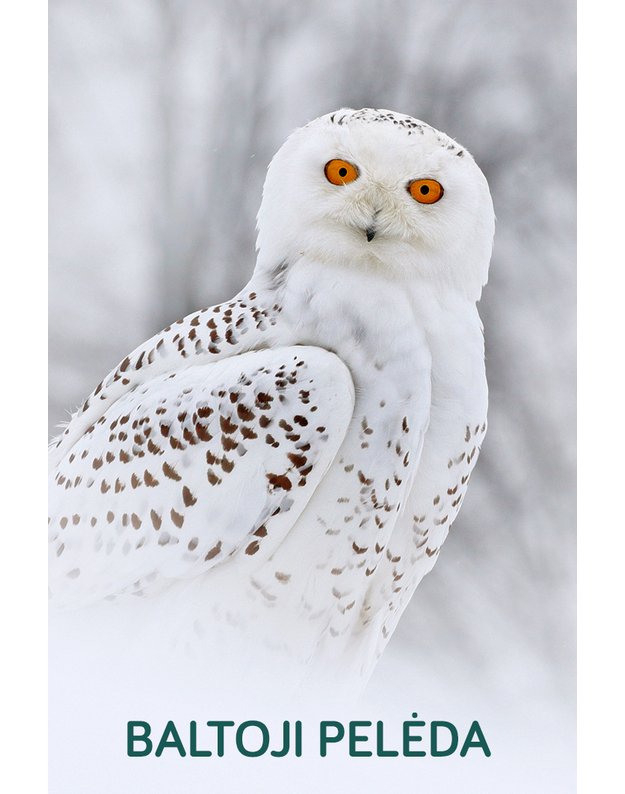 Magnetukas „Lietuvos pelėdos (Baltoji pelėda)"