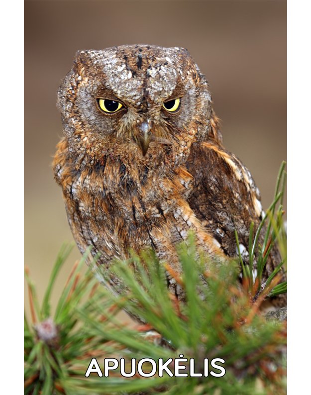 Magnetukas „Lietuvos pelėdos (Apuokėlis)"