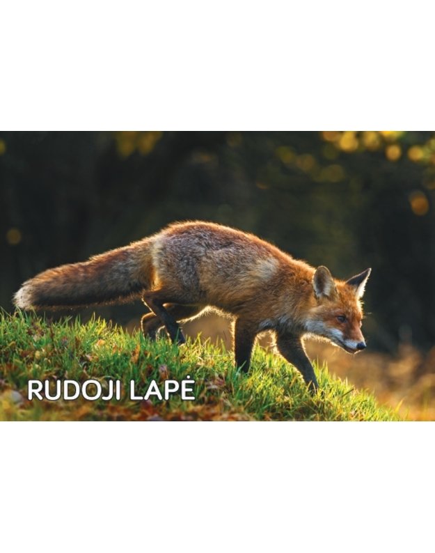 Magnetukas „Lietuvos žvėrys (Lapė)“