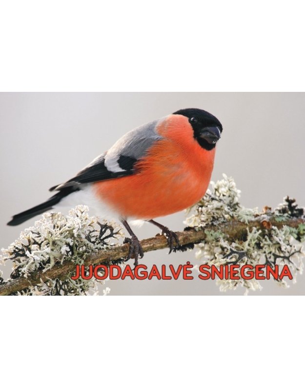 Magnetukas „Lietuvos paukščiai (Sniegena)“