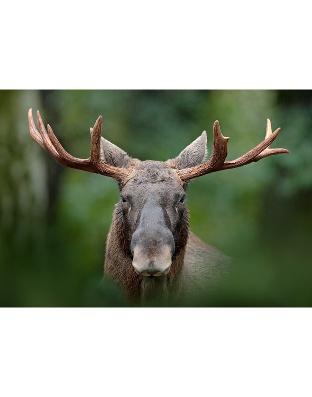 Magnetukas „Lietuvos žvėrys (Briedis)“