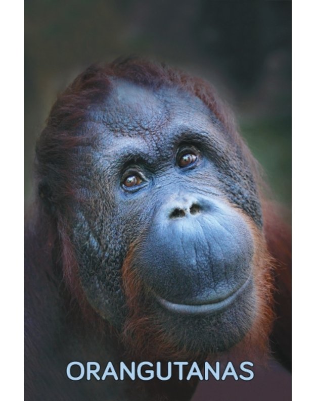 Magnetukas „Žvėrys (Orangutanas)“