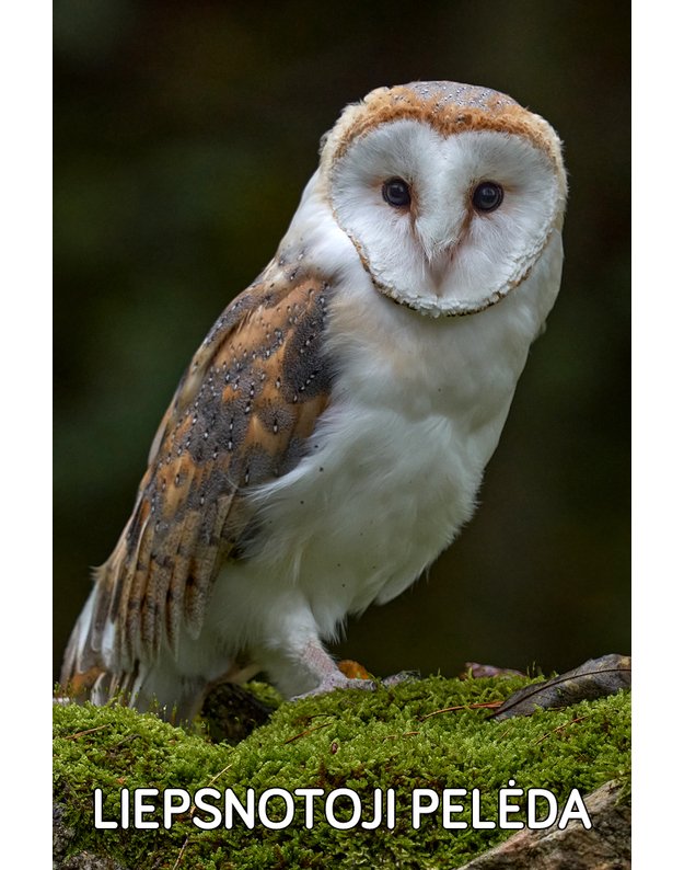 Magnetukas „Lietuvos pelėdos (Liepsnotoji pelėda)"