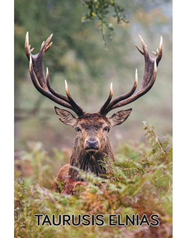 Magnetukas „Lietuvos žvėrys (Taurusis elnias)“