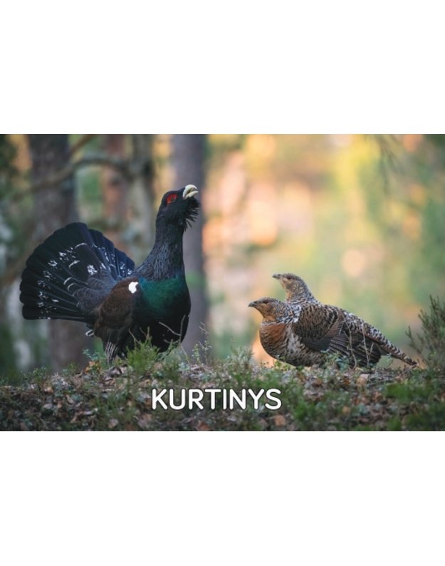 Magnetukas „Lietuvos paukščiai (Kurtinys)“