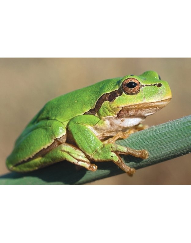 Magnetukas „Varliagyviai“