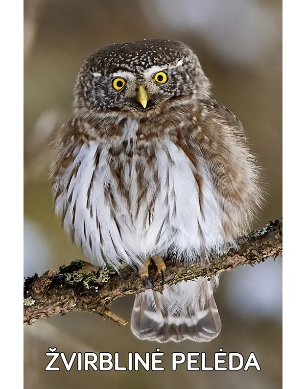 Magnetukas „Lietuvos pelėdos (Žvirblinė pelėda)"