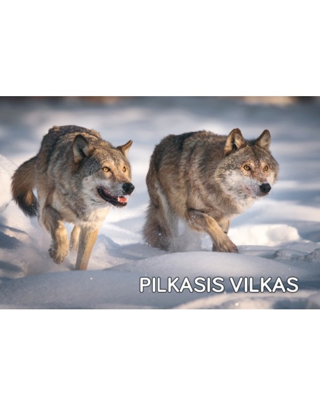 Magnetukas „Lietuvos žvėrys (Vilkas)“