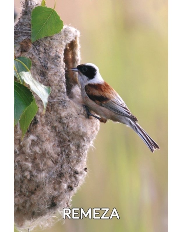 Magnetukas „Lietuvos paukščiai (Remeza)“