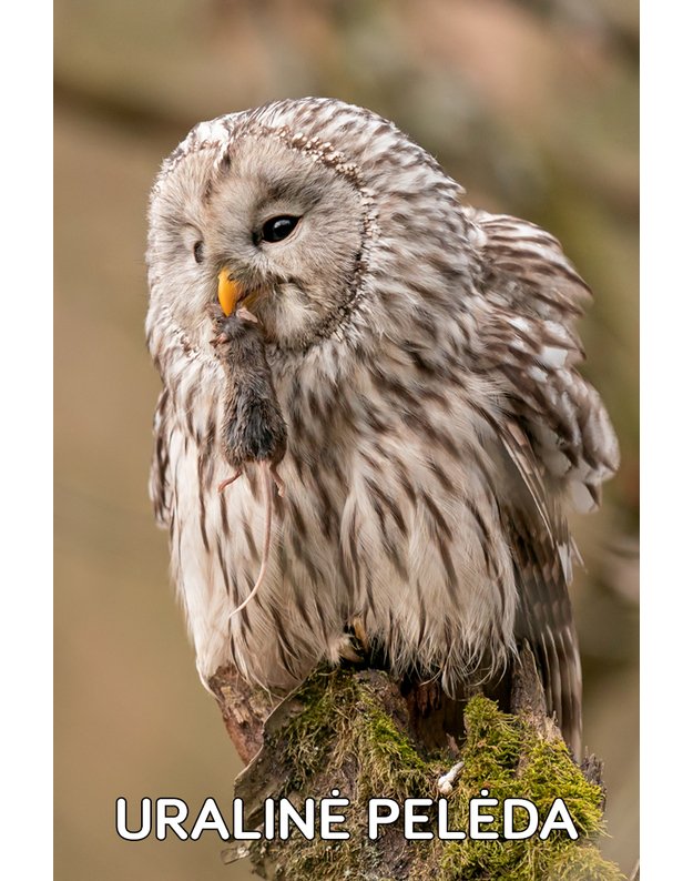 Magnetukas „Lietuvos pelėdos (Uralinė pelėda)"