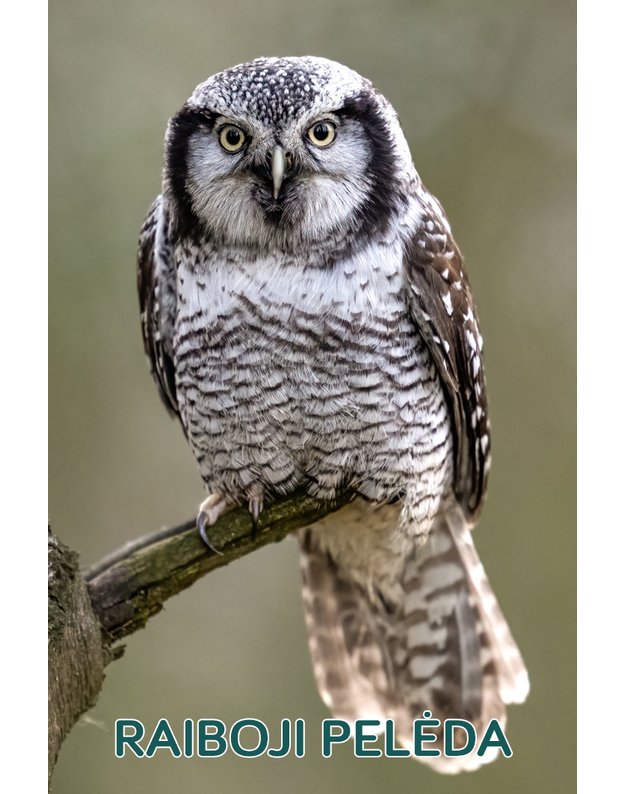 Magnetukas „Lietuvos pelėdos (Raiboji pelėda)"