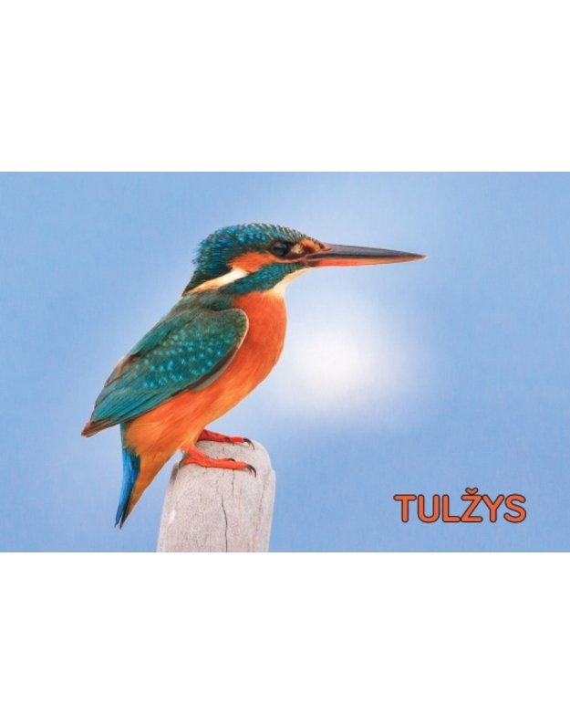 Magnetukas „Lietuvos paukščiai (Tulžys)“