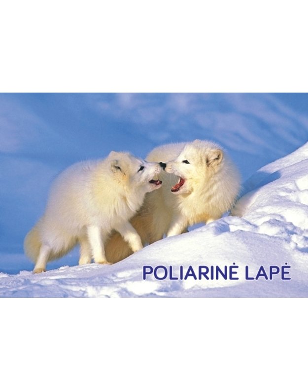 Magnetukas „Žvėrys (Poliarinė lapė)“