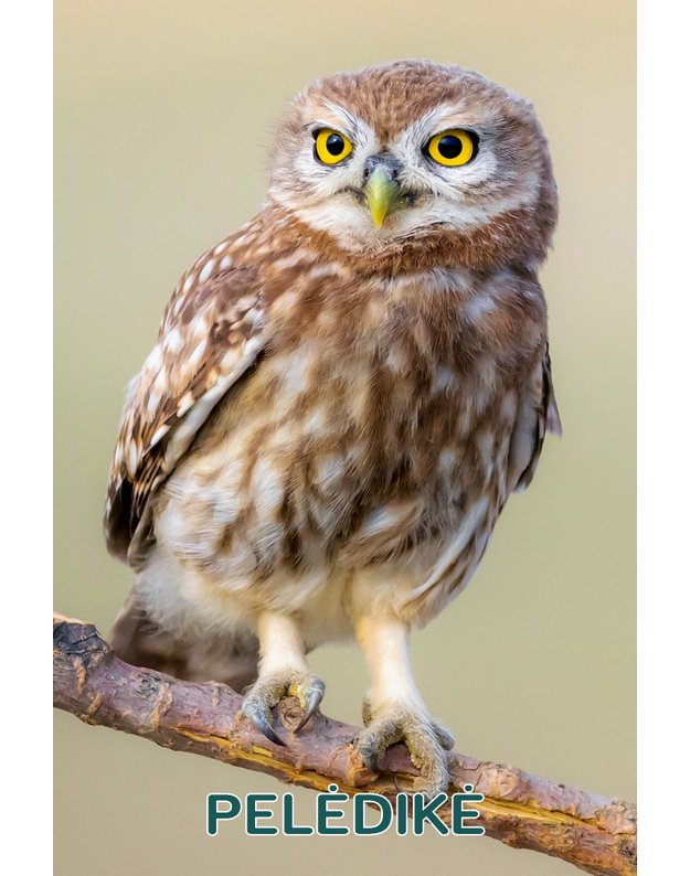 Magnetukas „Lietuvos pelėdos (Pelėdikė)"