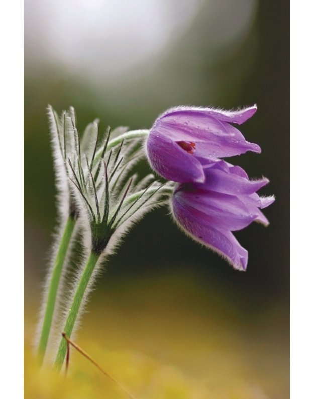 Magnetukas „Lietuvos augalai“