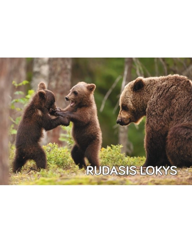 Magnetukas „Žvėrys (Lokys)“