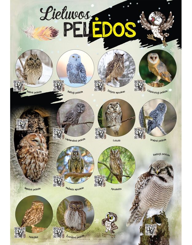 Interaktyvus edukacinis plakatas „Lietuvos pelėdos“. Papildytas pelėdų balsais.
