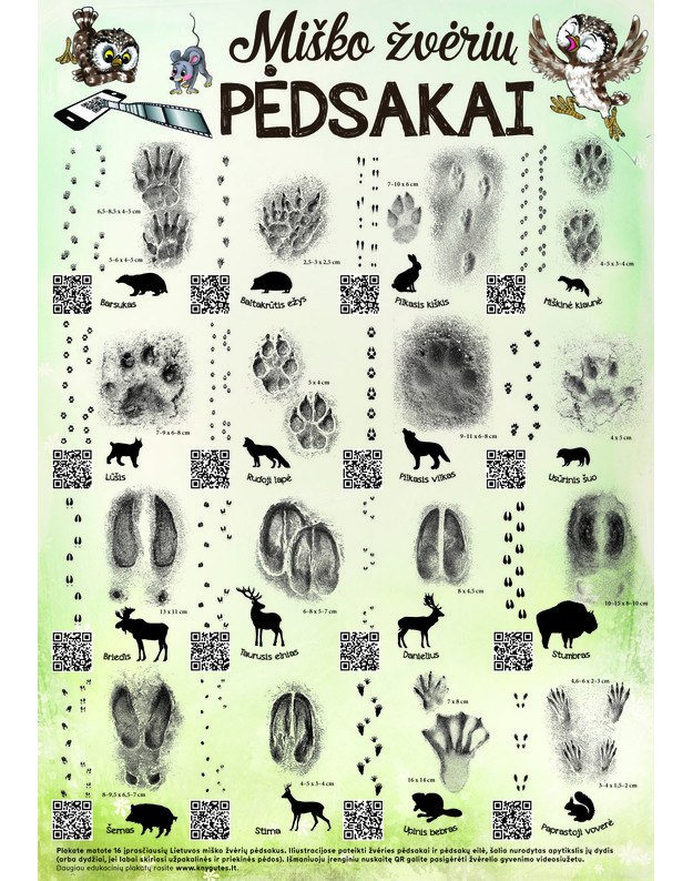 Interaktyvus edukacinis plakatas „Miško žvėrių pėdsakai“, papildytas QR kodais su gyvūnų gyvenimų videosiužetais