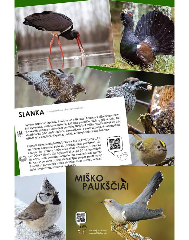Interaktyvių edukacinių kortelių „Miško paukščiai“ rinkinys