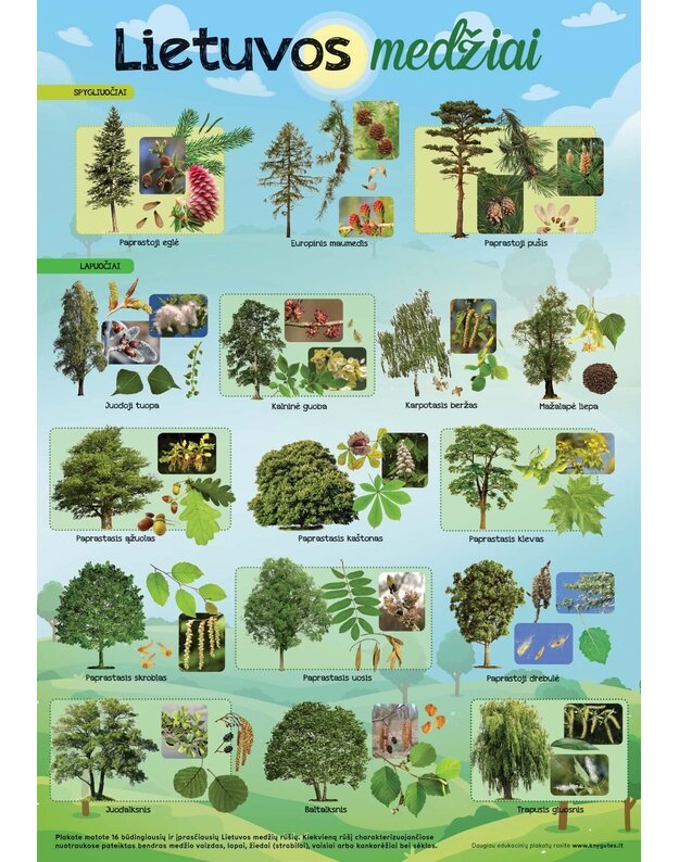 Pažintinis mokomasis plakatas „Lietuvos medžiai“